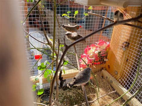 珍珠鳥幼鳥|珍珠鳥介紹，養殖技巧，以及區分公母，更生態養殖。。